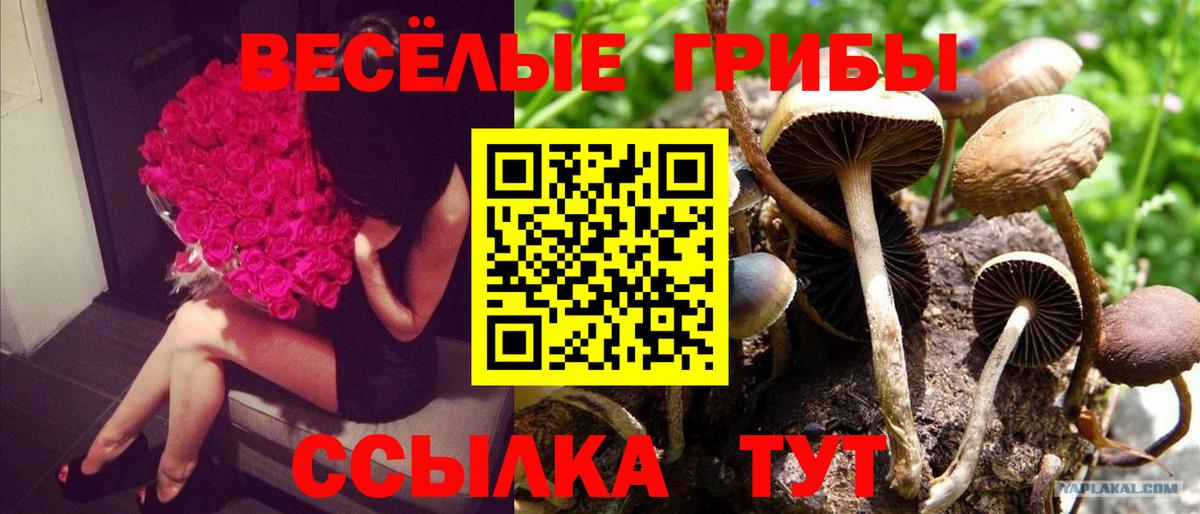 Галлюциногенные грибы GOLDEN TEACHER  Вход с VPN  Бугульма 